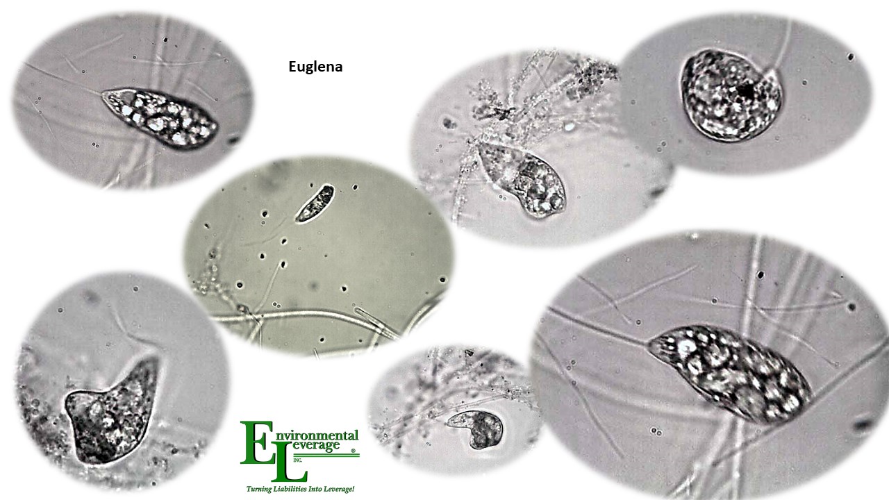 Euglena in lagoons