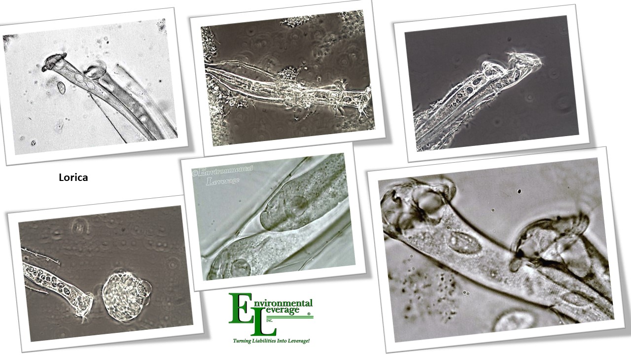 Lorica stalked ciliates