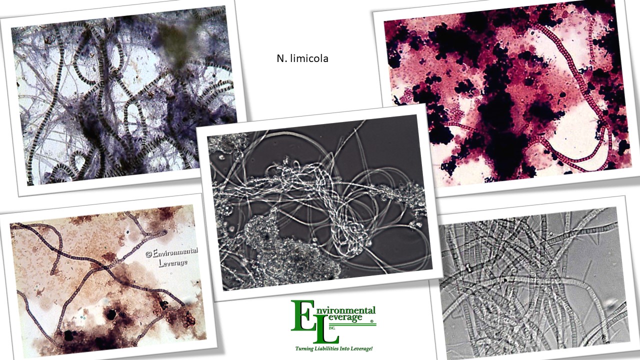 N limicola nutrient deficiency or septicity