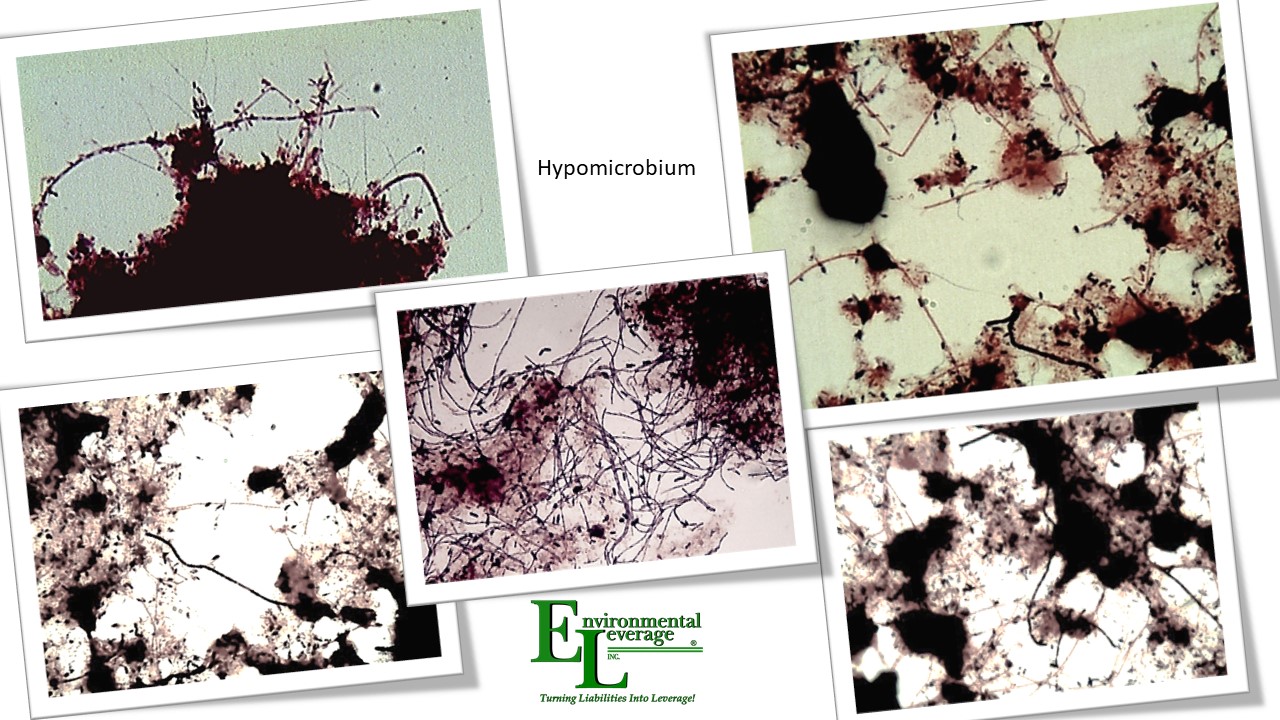 Hypoicrobium