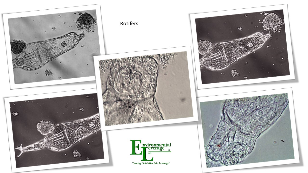 Rotifers in wastewater