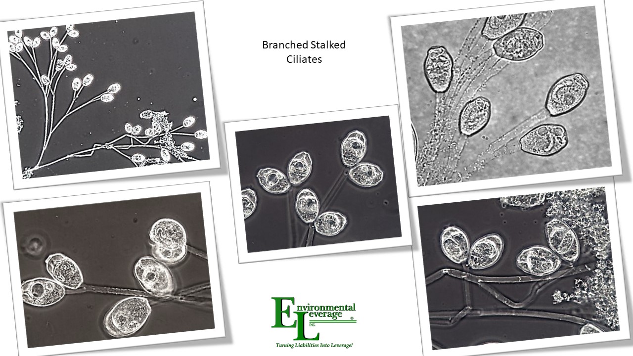 Branched stalked ciliates