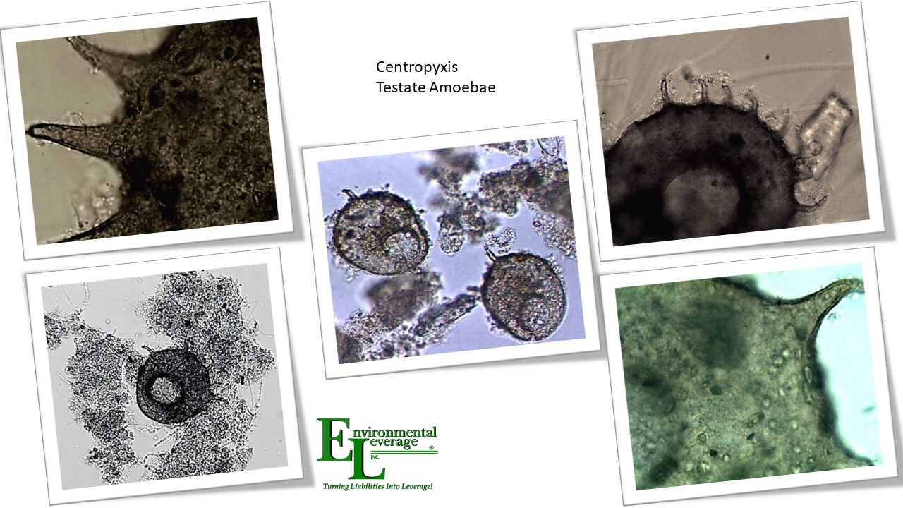Testate amoebae Centrophyxis