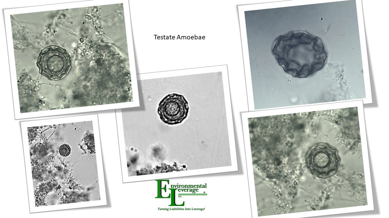 Testate amoebae