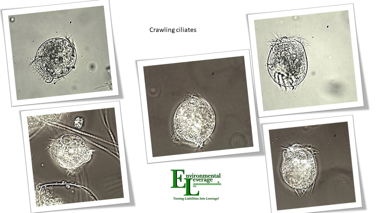 Free swimming ciliates in wastewater