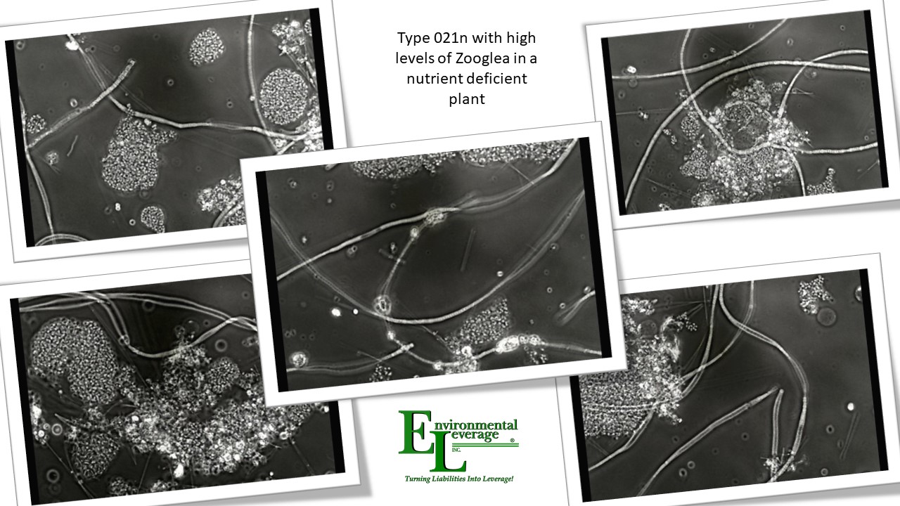 Type 021N filamentous identificaiton