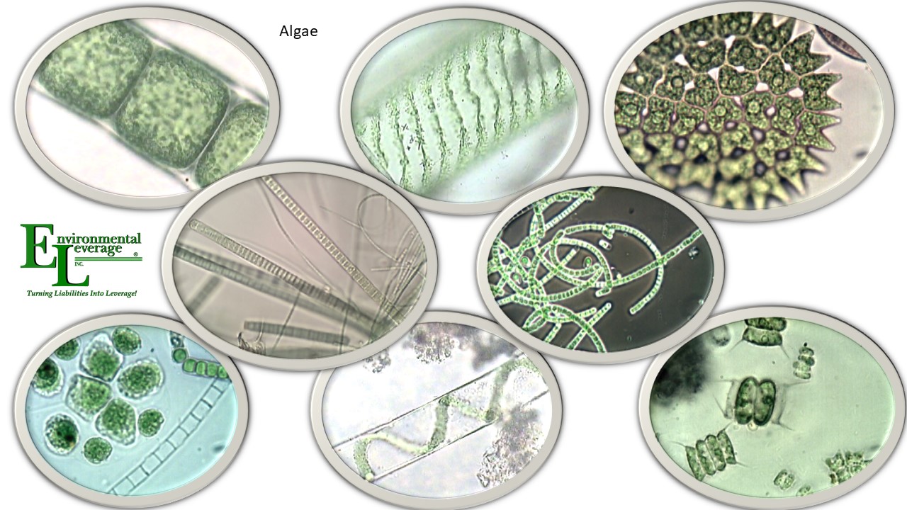 Algae in lagoons and ponds, lakes rivers