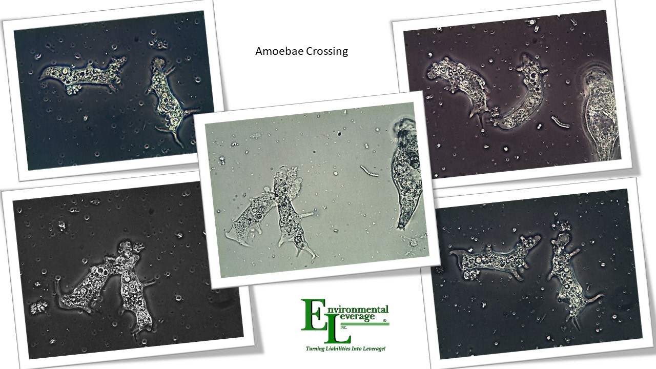 Amoebae crossing