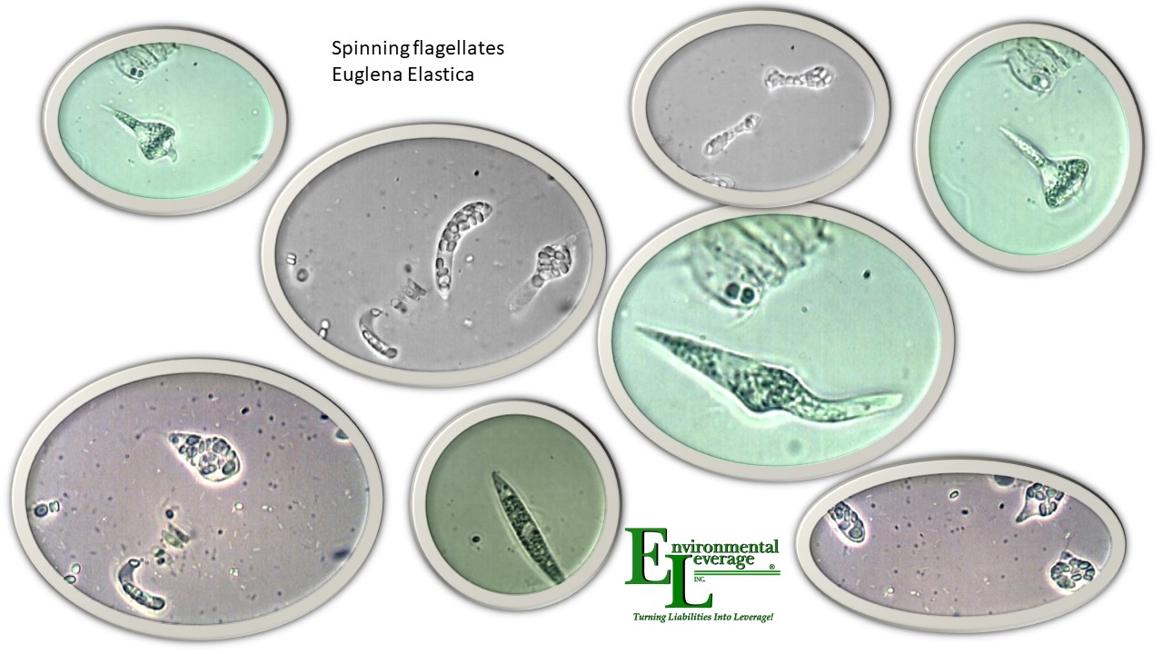 Flagellates in wastewater