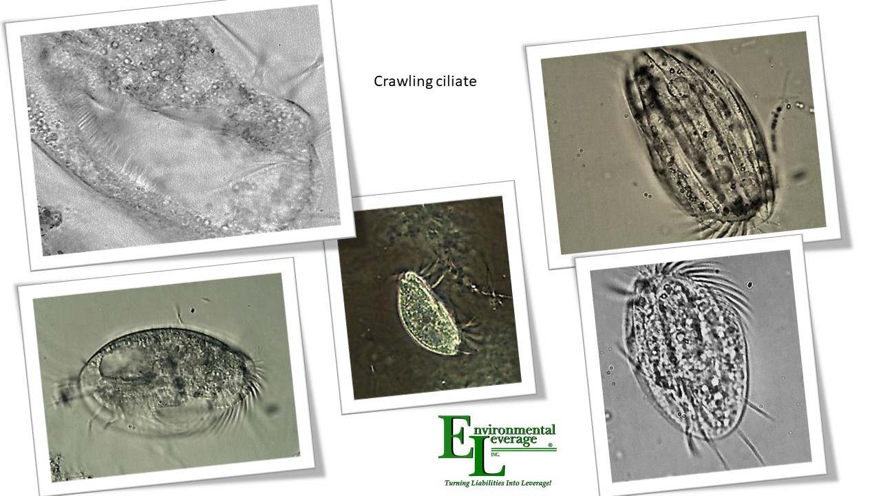 Crawling ciliates