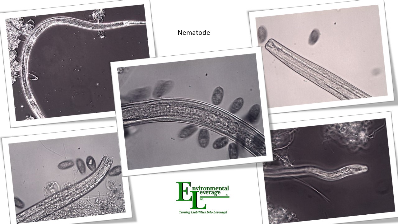 Free swimming ciliates eating a trapped worm