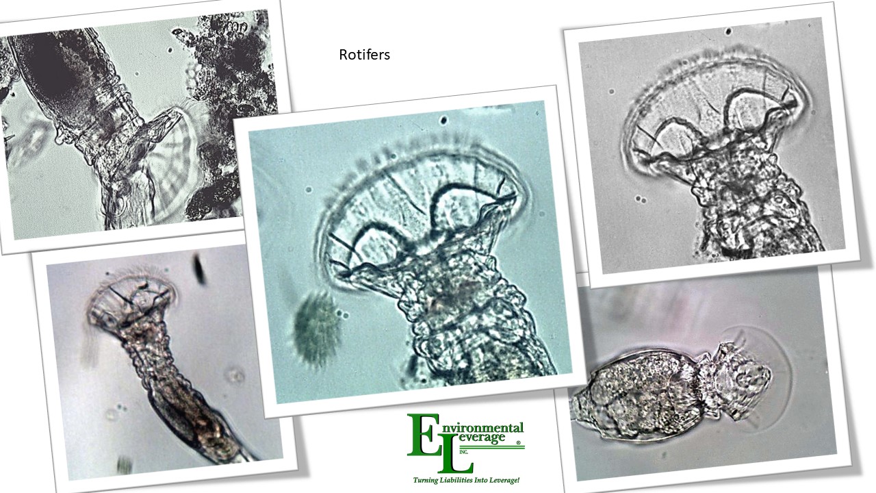 Rotifers