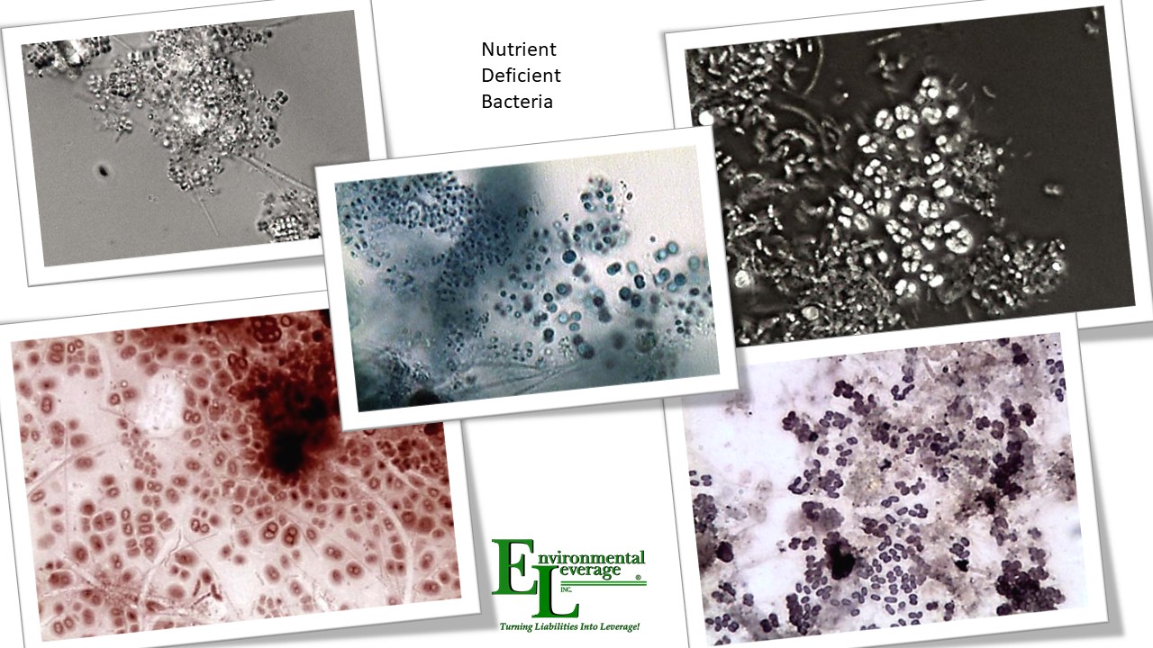 Nutrient deficient bacteria in wastewater