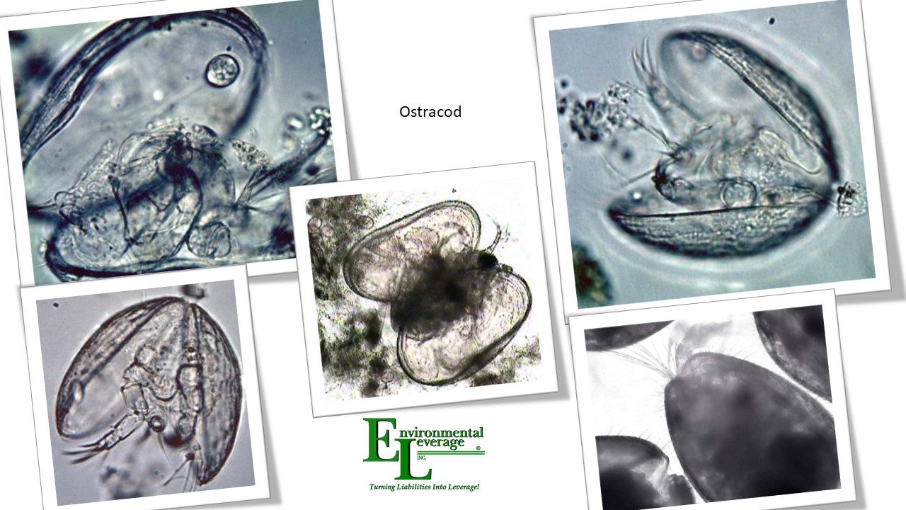 Ostracod