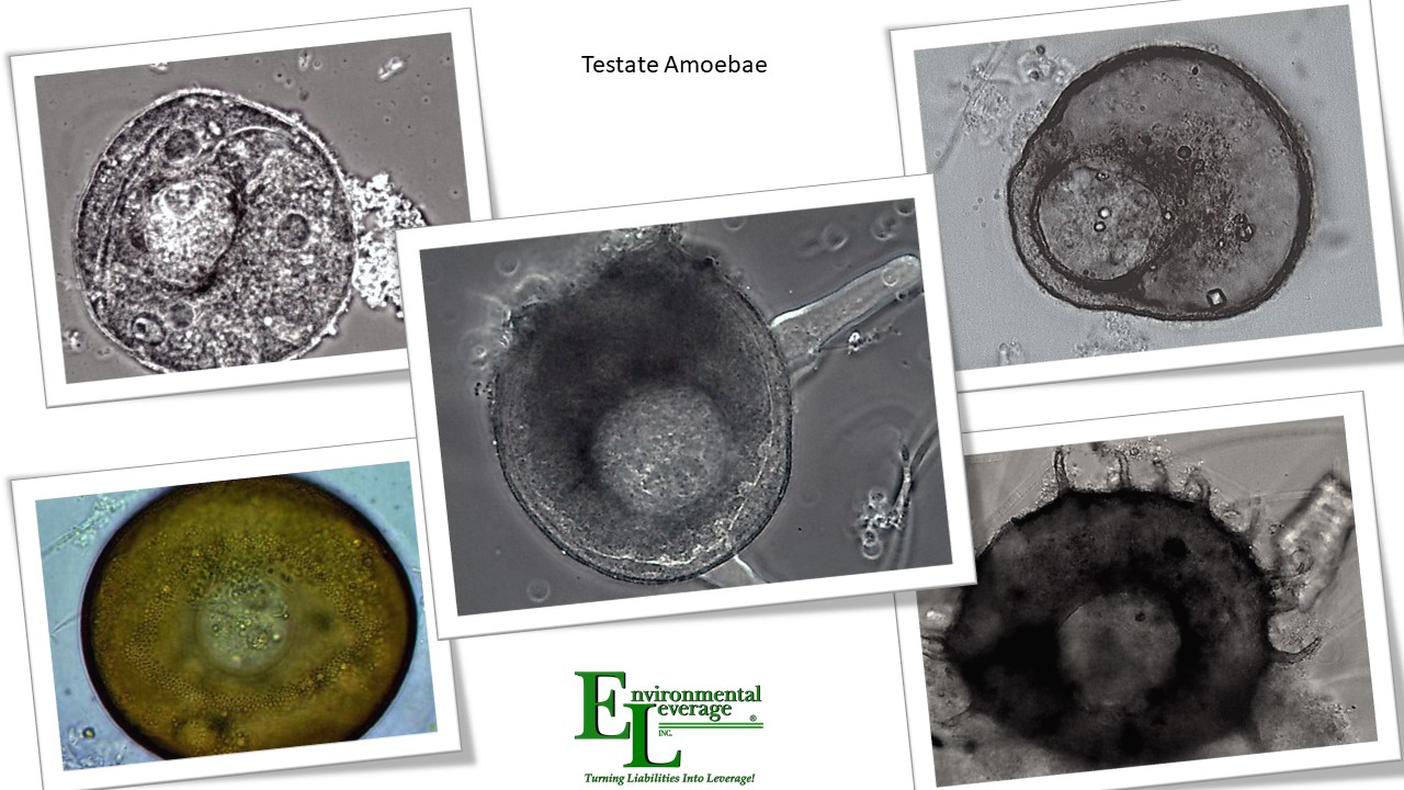 Tetrads nutrient deficient bacteria