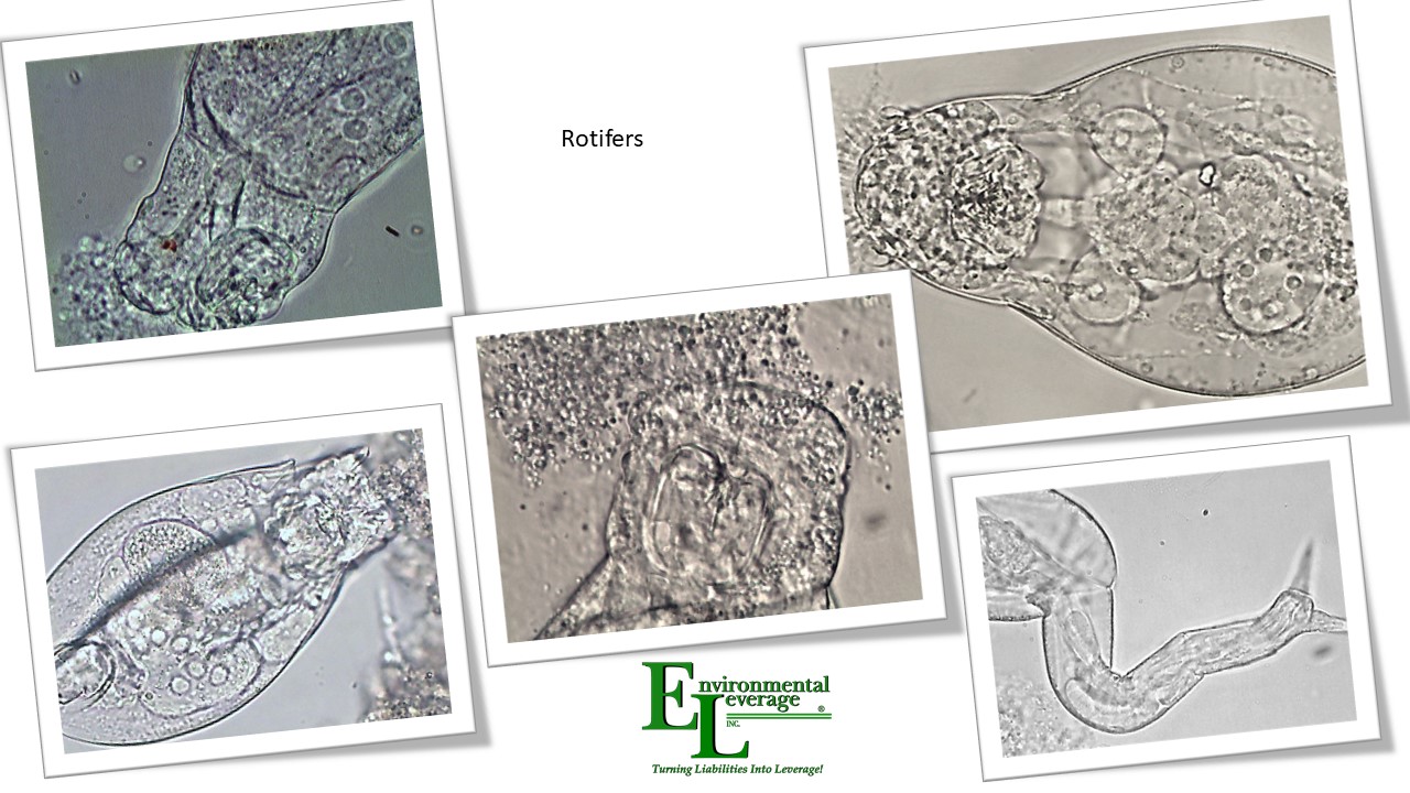 Rotifers