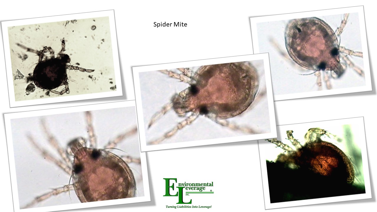Spider mites