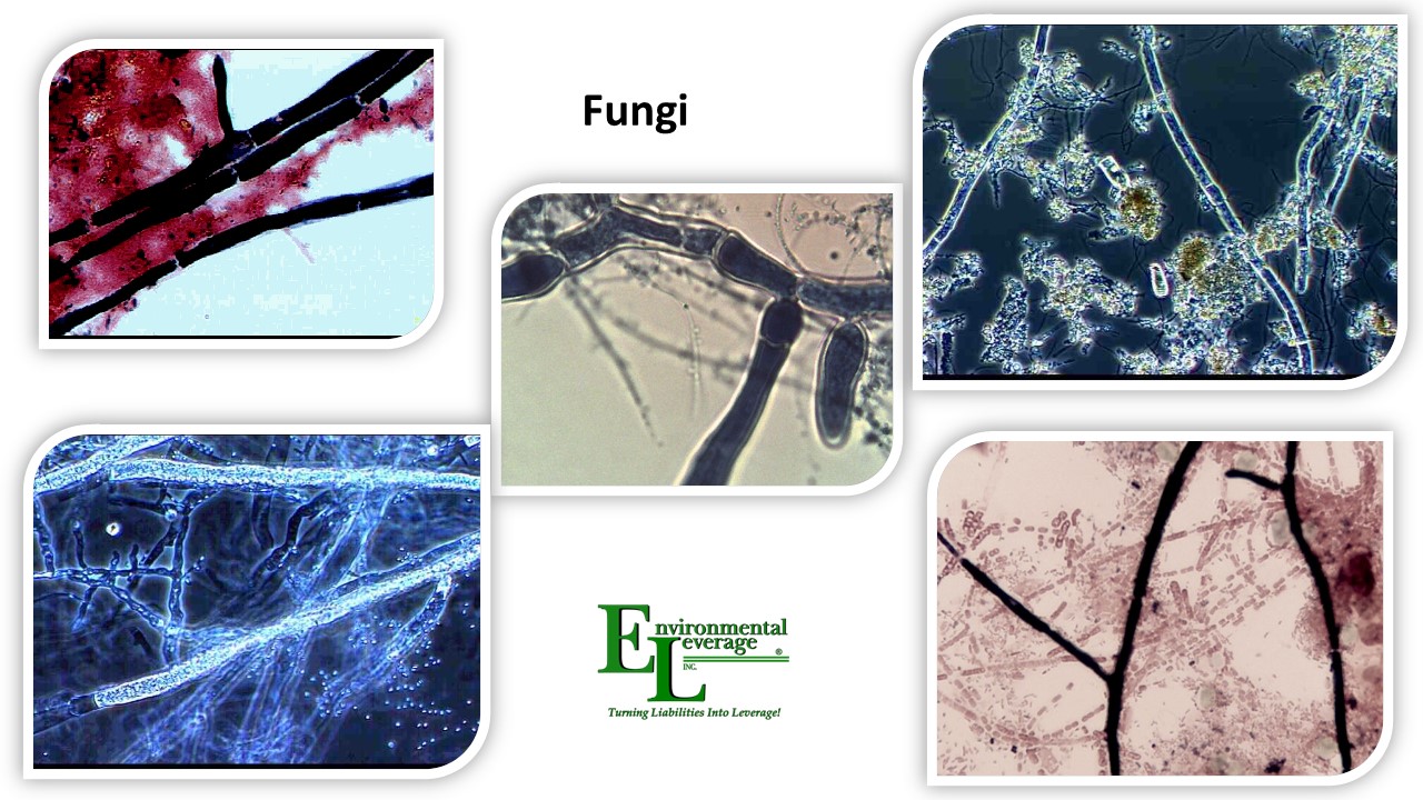 Fungi in Wastewater Treatment plants