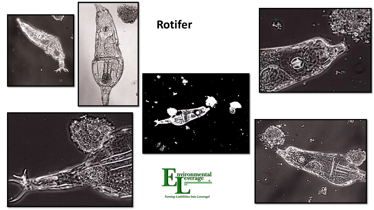 Rotifers in wastewater