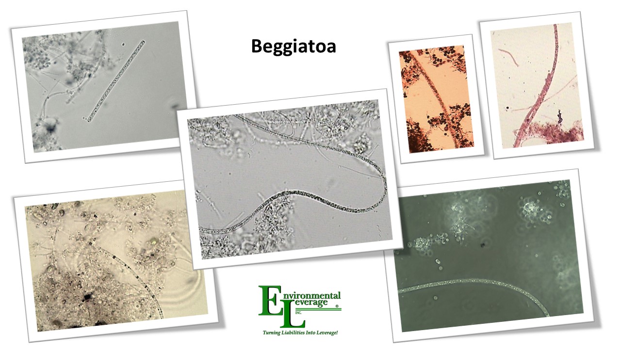 Beggiatoa in wastewater treatment plants