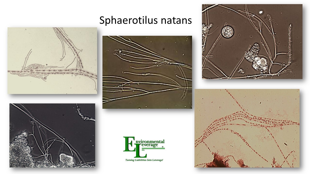 S natans in wastewater treatment plants