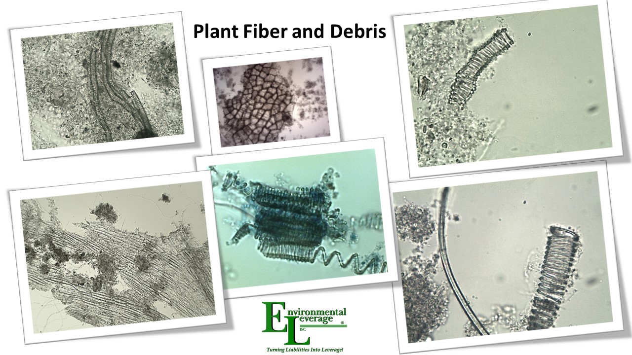 Plant fiber and debris in wastewater bioamass analyses