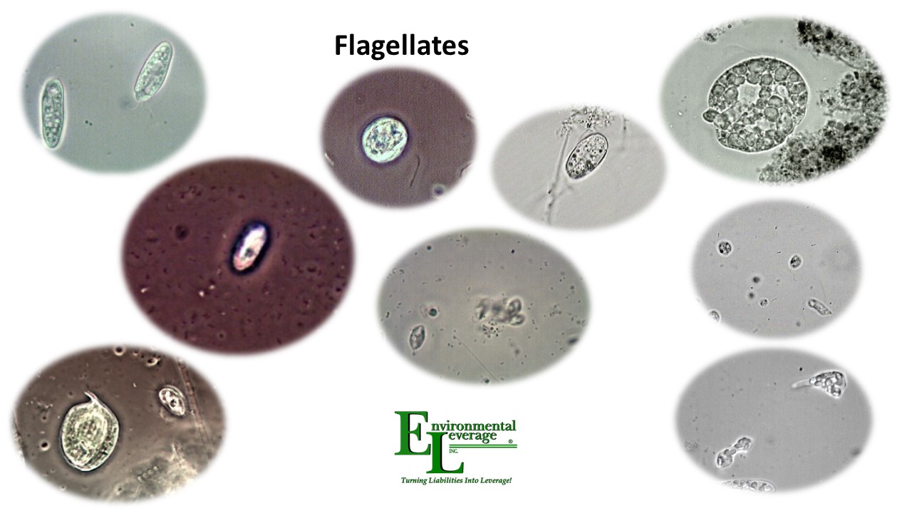 Flagellates in wastewater