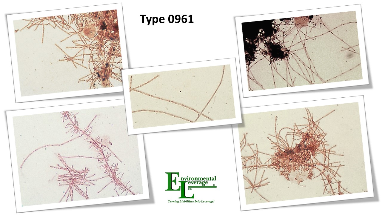 Type 0961 Filamentous bacteria identificaion