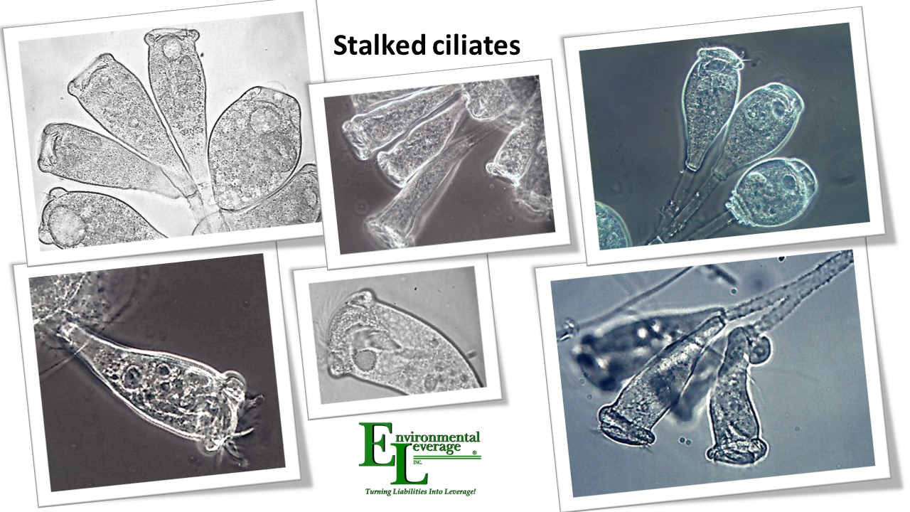 Stalked ciliates in wastewater  biomass analyses