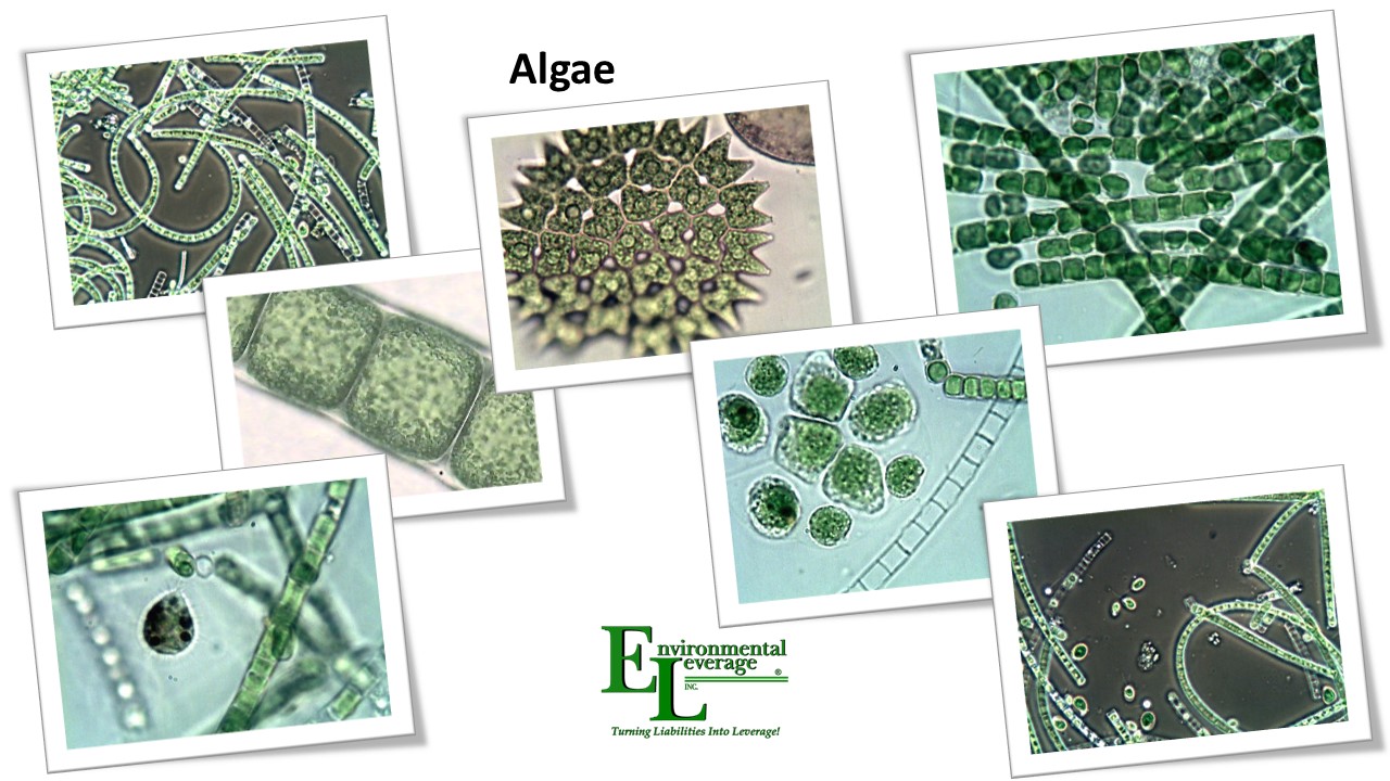Algae in lagoons and ponds wastewater
