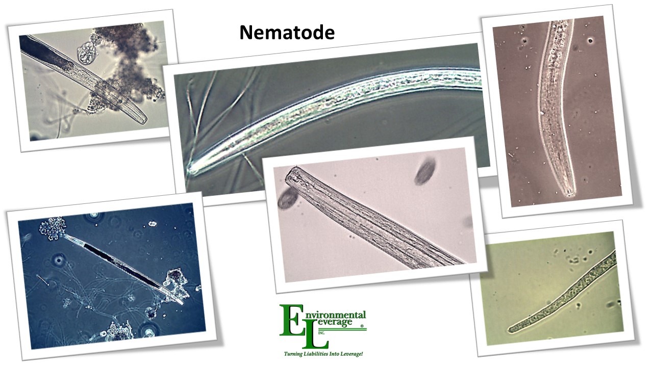 Nematodese or worms in wastewater