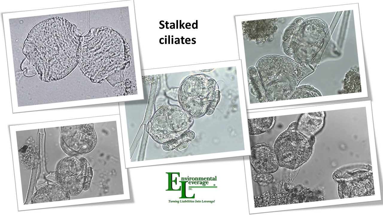 STalked ciliates in activated sludge