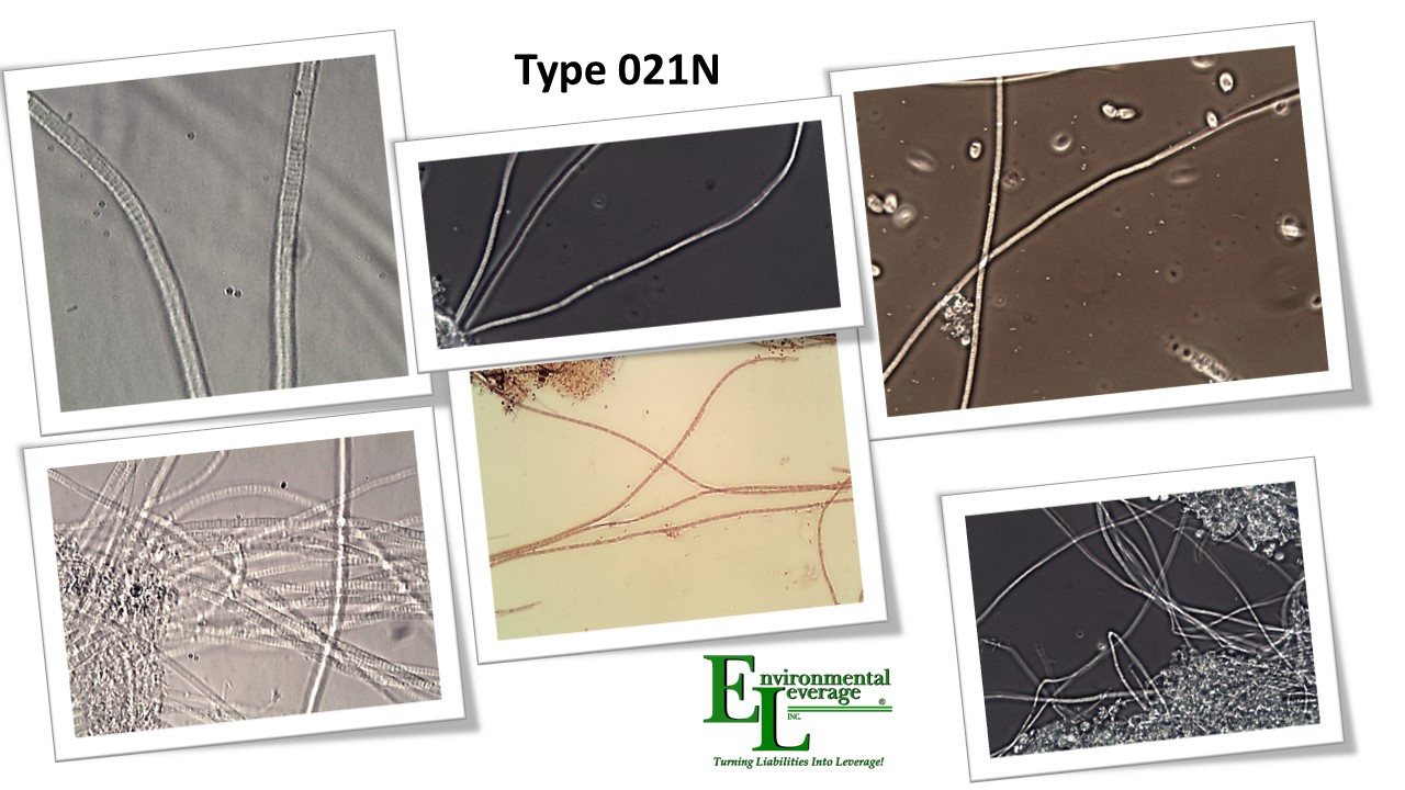 Type 021n in activated sludge and aerated stabilization basins