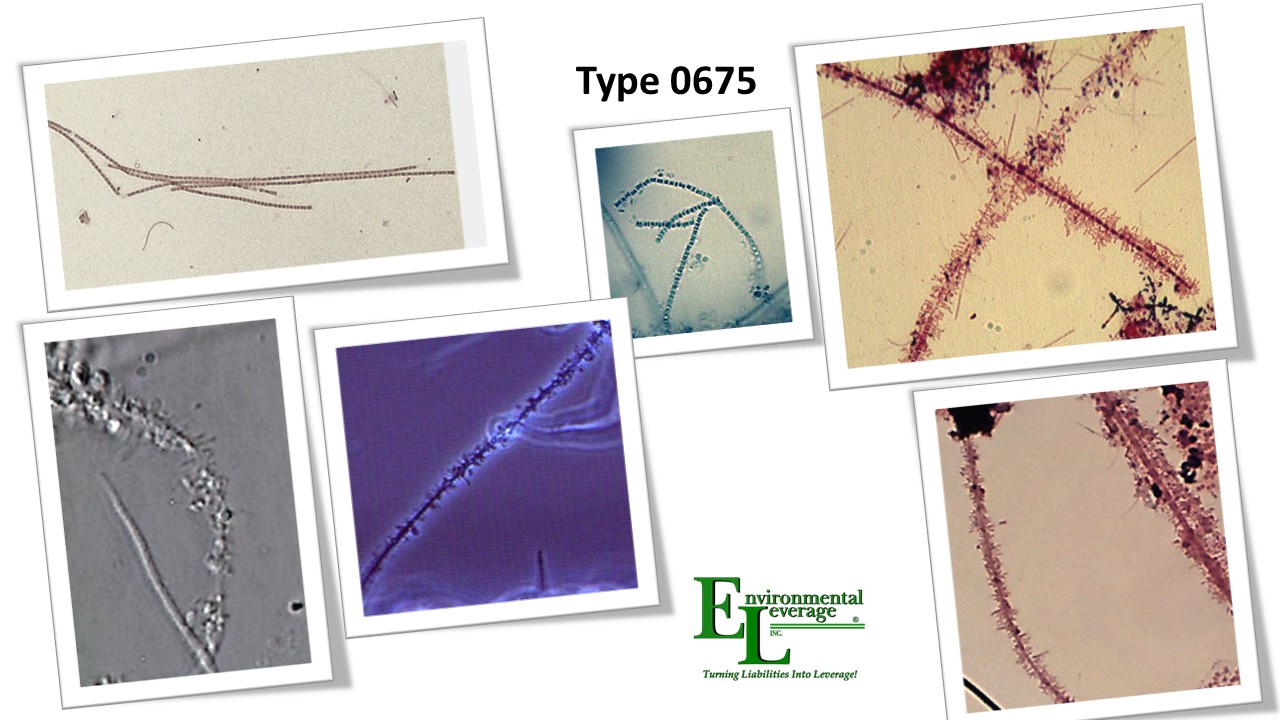 Type 0675 filamentous identification in wastewaterBioaugmentation in Papermills chemical plants refineries steel mills wastewater municipalities