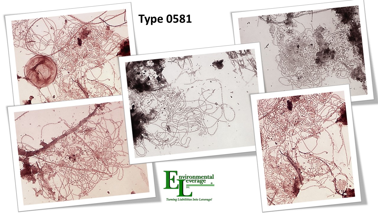 Type0581 filamentous identification in wastewater