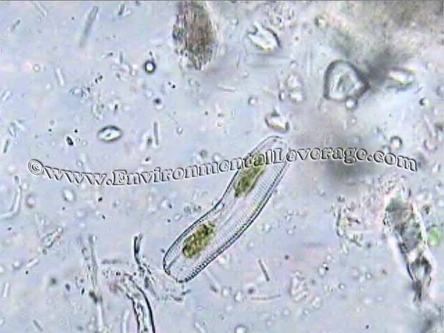 diatom