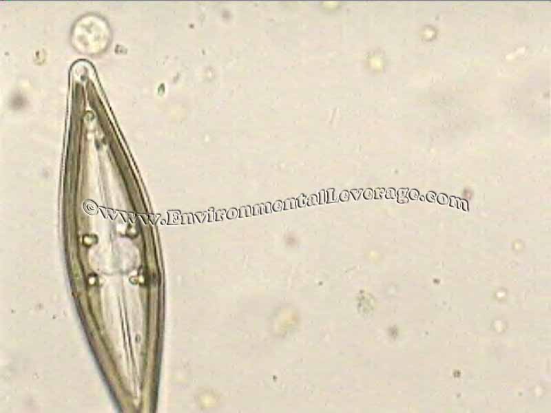 Diatoms