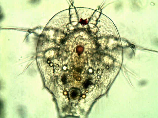 copepod