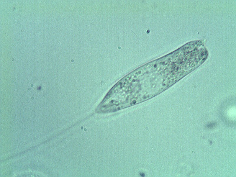 Euglena