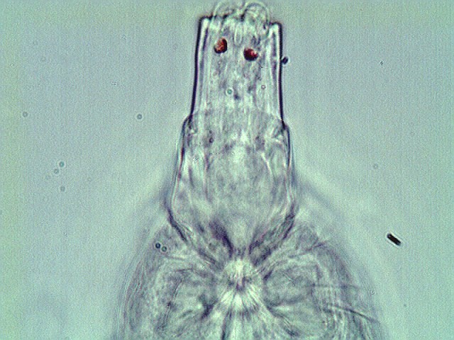 rotifer