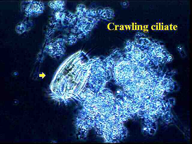 crawling ciliate