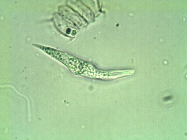 flagellate