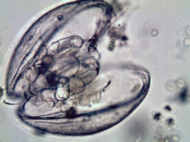 Ostracod