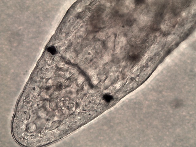 worm