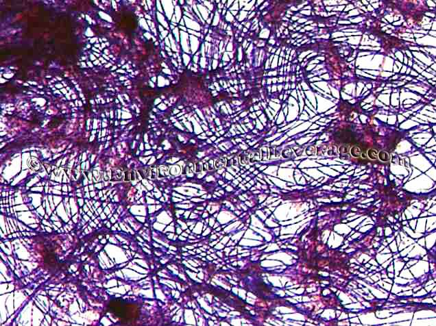 wastewater filamentous bulking and Wastewater Training and waste water eLearning training