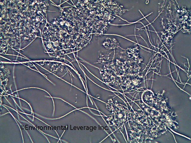 Filamentous identification