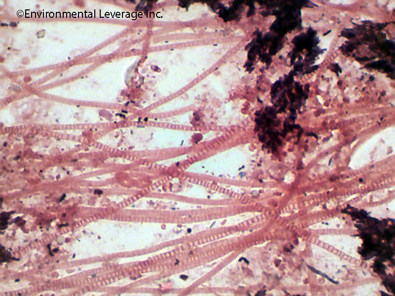 BRanching filaments