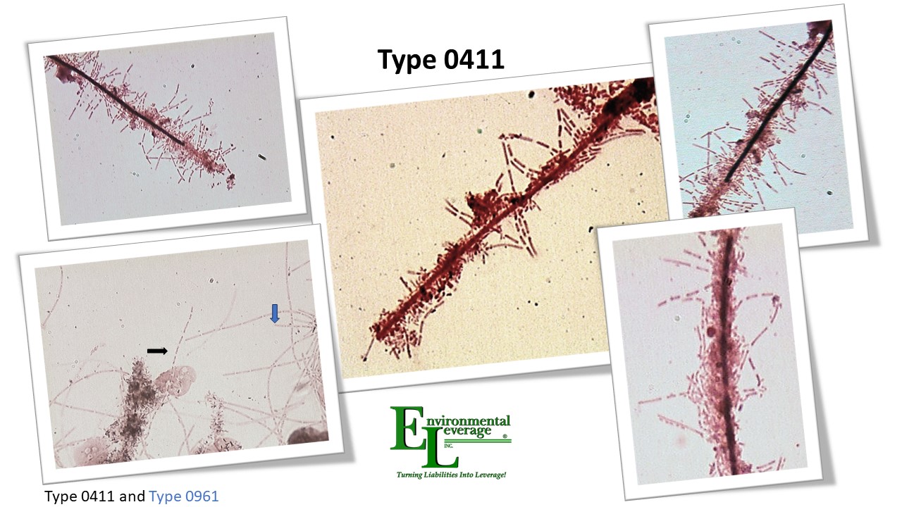 Type 0411 filamentous identificatio in wastewater