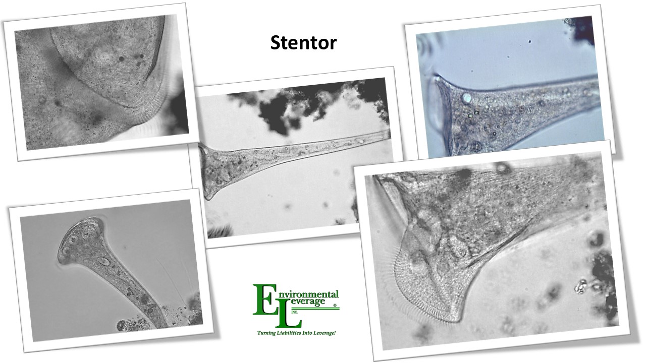 Stentor biomass analyses in wastewater
