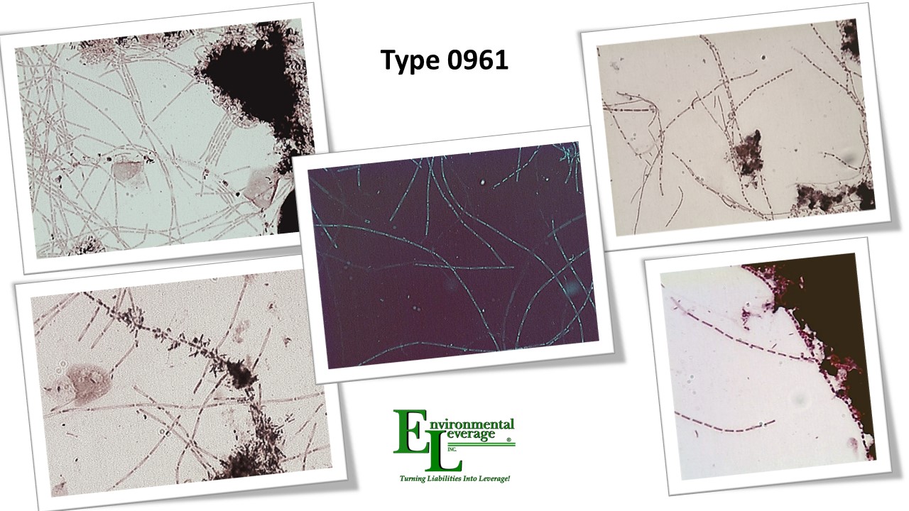 Type 0961 filamentous bacteria in wastewater